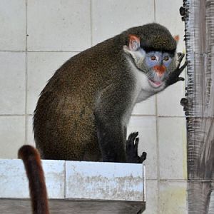 Cercopithecus erythrotis at Shanghai Zoo - uploaded on behalf of alexkant