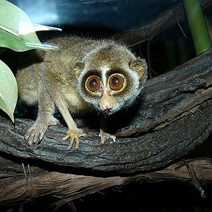 Loris tardigradus tardigradius at Bronx Zoo - uploaded on behalf of alexkant