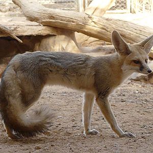 Vulpes rueppelli at Hai Bar Yotvata - uploaded on behalf of alexkant