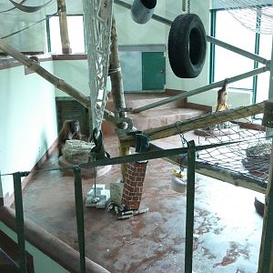 Orangutan birthday celebrations, 22 December 2018