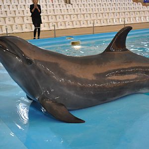 Tursiops truncatus gillii at Dolphinarium Nemo Kharkov - uploaded on behalf of alexkant