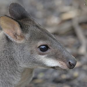 Dusky pademelon