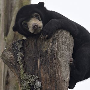 Sun bear cub
