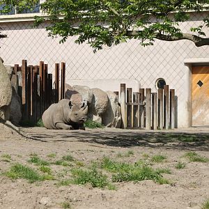 Black rhino enclosure