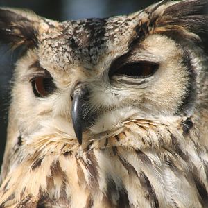 Indian eagle owl