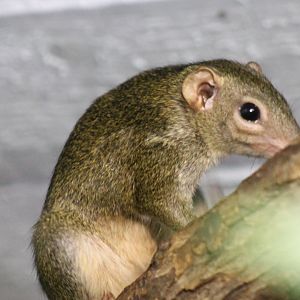 Northern treeshrew