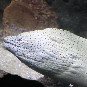 Spotted moray - Gymnothorax isingteena.