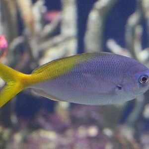 Yellow-tailed fusilier