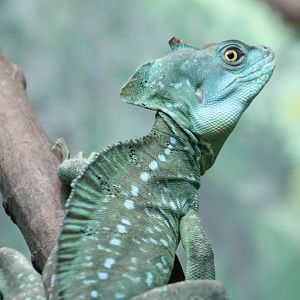 Green basilisk