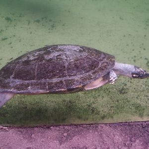 Arrau river turtle (Podocnemis expansa), Nov 10th, 2018