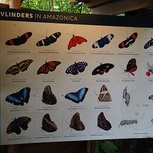Butterfly identification sign (Nov 10th, 2018)