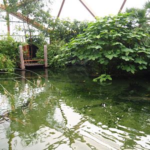 Amazonica big turtles and big fish pond (Nov 10th, 2018)