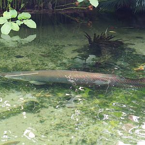 Arapaima gigas (Nov 10th, 2018)