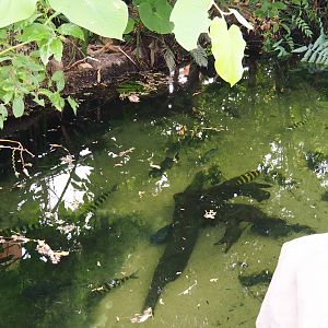 Red-bellied piranha and banded Leporinus pond (Nov 10th, 2018)
