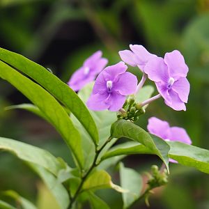 Unidentied pretty flowers (Nov 10th, 2018)