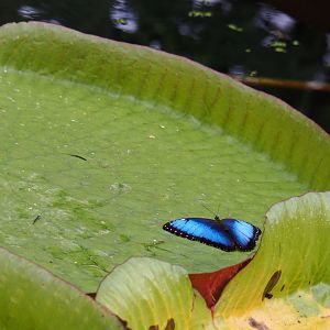 Blue morpho (Morpho peleides) on Victoria Amazonica (Nov 10th, 2018)