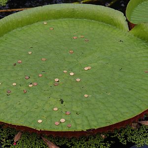 Some visitors ... Just why? (Nov 10th, 2018)