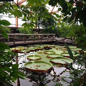 Victoria amazonica pond (Nov 10th, 2018)