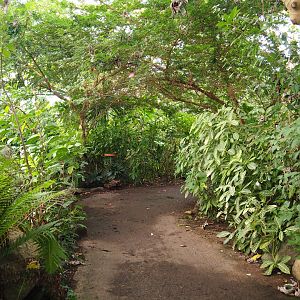Amazonica pathway (Nov 10th, 2018)