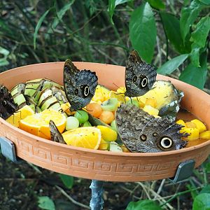 Forest giant owl butterflies (Caligo eurilochus) feeding on fruit (Nov 10th, 2018)