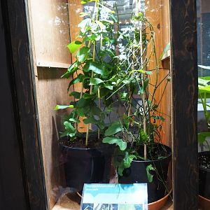 Raising room with Passiflora plant for Dryas iulia caterpillars (Nov 10th, 2018)