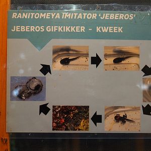Ranitomeya imitator 'Jeberos' husbandry sign (Nov 10th, 2018)