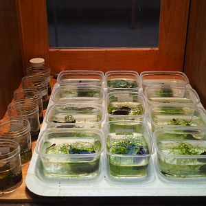 Ranitomeya imitator 'Jeberos' tadpole raising tubs (Nov 10th, 2018)