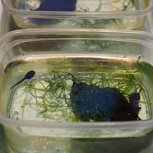 Ranitomeya imitator 'Jeberos' tadpole (Nov 10th, 2018)