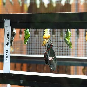 Recently hatched Parides iphidamas (Nov 10th, 2018)
