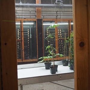 Behind-the-scenes raising rooms (Nov 10th, 2018)