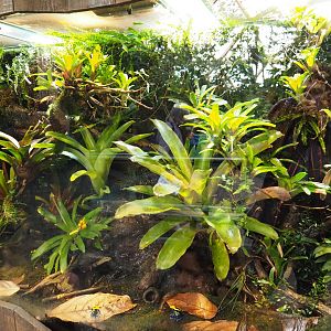 Poison dart frog terrarium (Nov 10th, 2018)