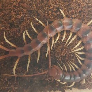 Giant white-legged centipede