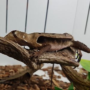 Sternocercus fimbriotus