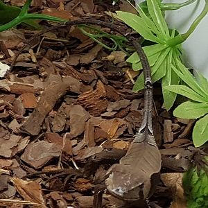 Sternocercus fimbriotus