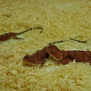 Earless dragons - Tympanocryptis tetraporophora