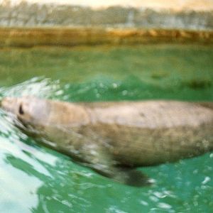 Southern Elephant Seal