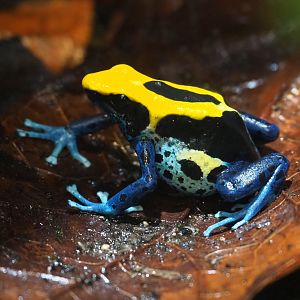 Dyeing dart frog (Dendrobates tinctorius 'Brasil'), Nov 10th, 2018