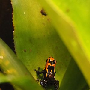 Mimic poison frog (Ranitomeya imitator 'Jeberos') with tadpole (Nov 10th, 2018)