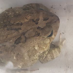 Bufo regularis