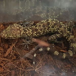 Hemidactylus turcicus