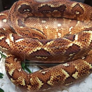 Sanzinia madagascariensis