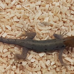 Gonatodes albogularis