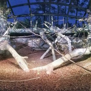 Festival of Lights 2018 - Gorilla World - Indoor Gorilla Exhibit Pano