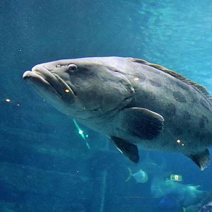 Fish ID? Melbourne Aquarium