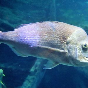 Fish ID? Melbourne Aquarium