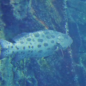 Fish ID? Melbourne Aquarium