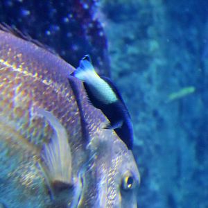 Fish ID? Melbourne Aquarium