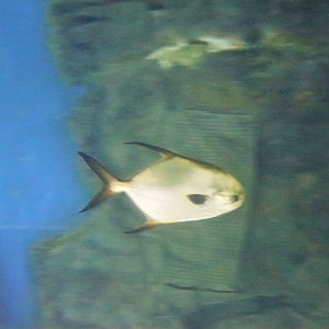 Fish ID? Melbourne Aquarium