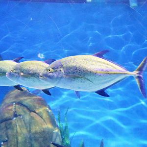 Fish ID? Melbourne Aquarium