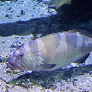 Fish ID? Melbourne Aquarium